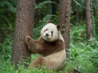 Rare Panda Species