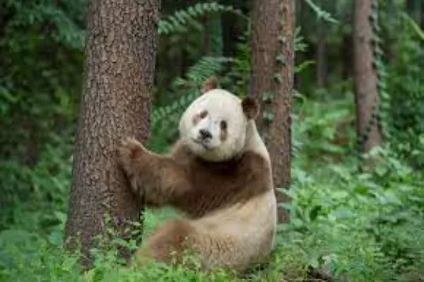 Rarest Panda Rare Panda Species Discovered in Remote Region