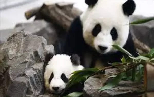 Panda Twins
