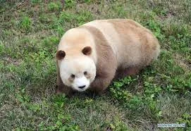 rare panda species
