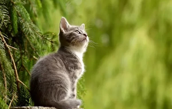 Interesting Facts About Cats
