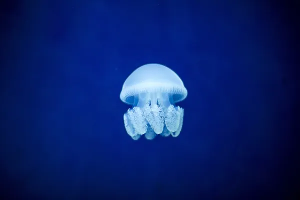 jellyfish facts for kids