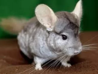 Fun Facts About Chinchillas