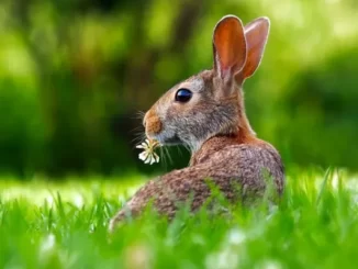 Fun Facts About Rabbits