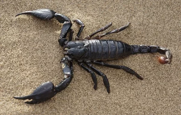 Fun Facts About Scorpions