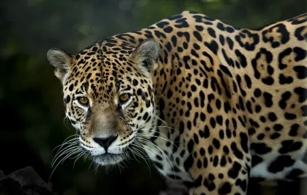 Interesting Facts About Jaguars