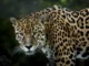 Interesting Facts About Jaguars