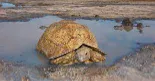 can tortoises swim