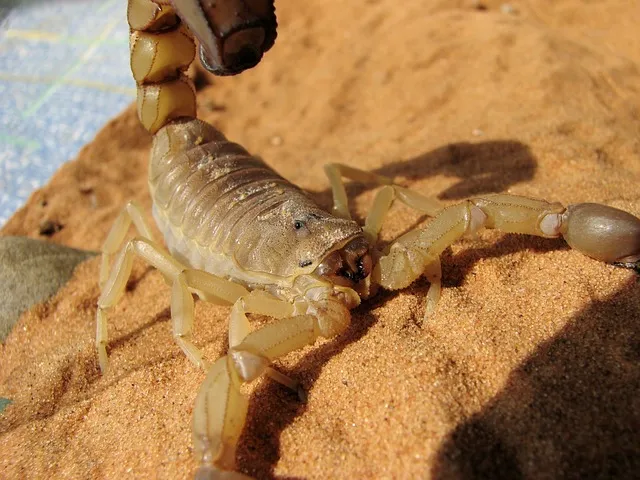 scorpion facts