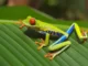 Fun Facts About Amphibians