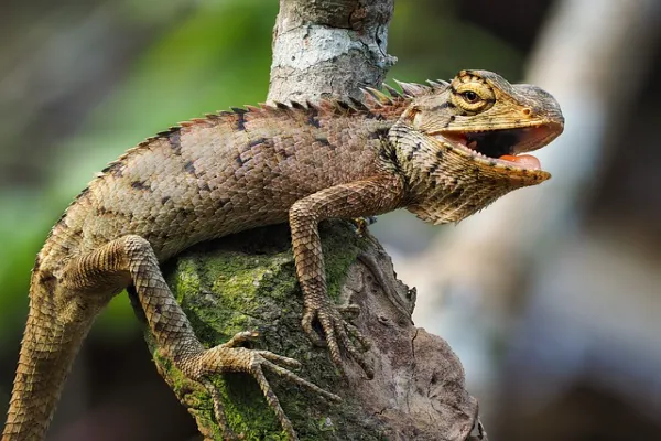 fun facts about reptiles