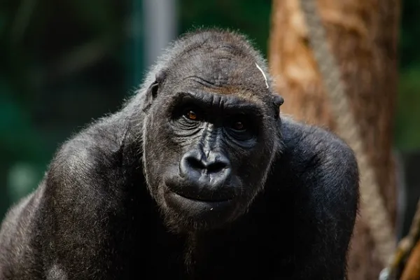 gorilla facts and information