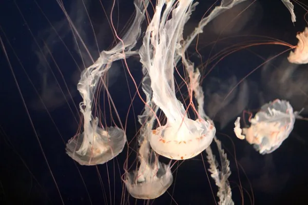 cool facts about jellyfish