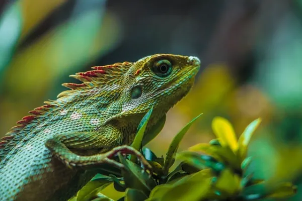 funny facts about reptiles
