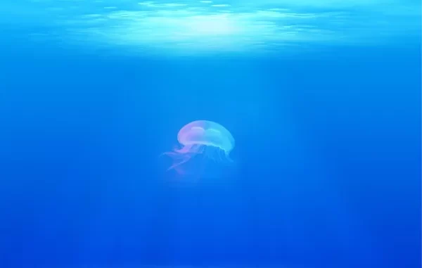 Fun Facts About Jellyfish