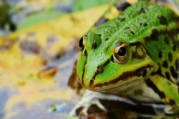 amphibians facts