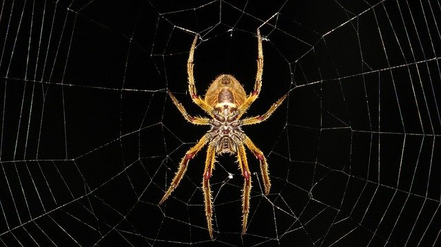 cool facts about spiders