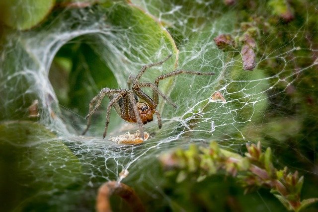 interesting facts about spiders