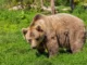 Interesting Facts About Bears
