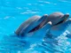 Disturbing Facts About Dolphins