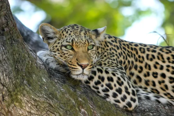 Facts About Leopards