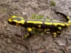 Fun Facts About Salamanders