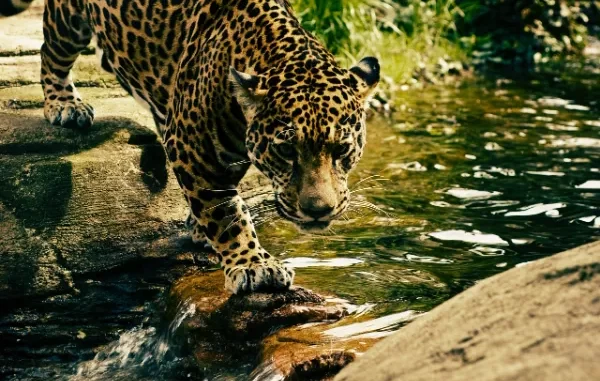 Interesting Facts About Leopards