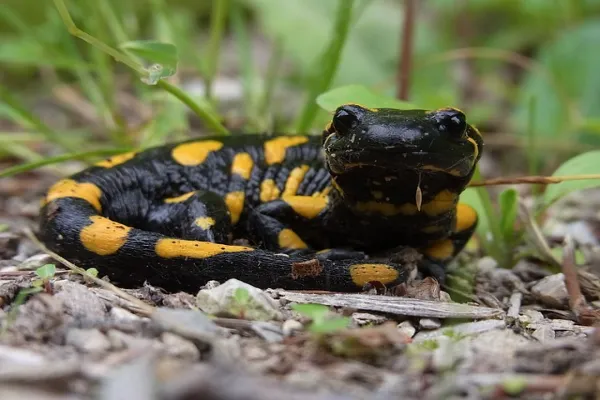 Facts About Salamanders