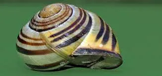 Snail repairing its shell