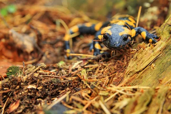 interesting facts about salamanders