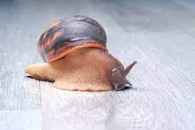 Snail hibernating