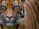 10 Interesting Facts About Siberian Tigers
