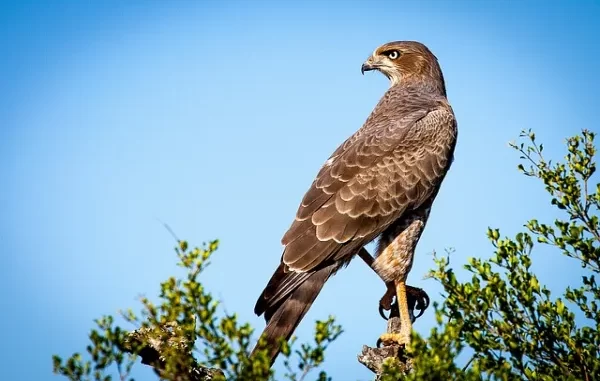 Fun facts about falcons