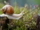 Fun facts about snails