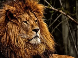 Interesting Facts About Lions