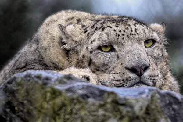 10 fun facts about snow leopards