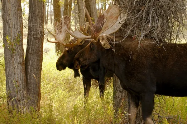 bull moose with large antlers
