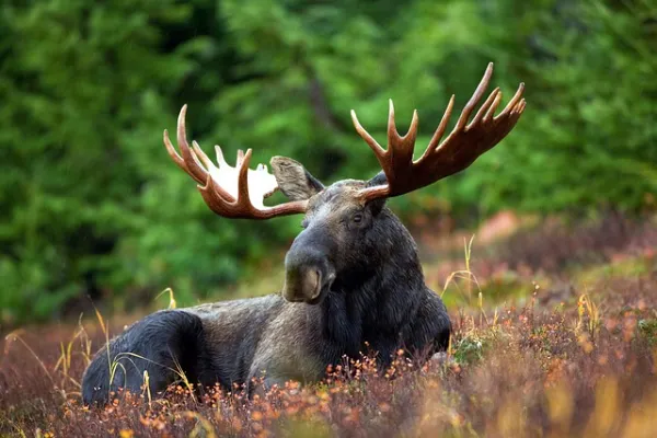 solitary moose in a forest