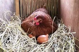 Chicken nest