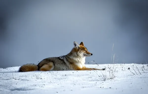 Interesting Facts About Coyotes