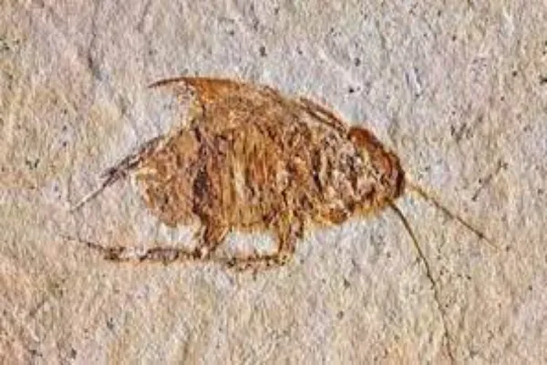 fossilized insect from the Carboniferous period