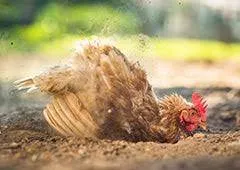 Chicken dust bathing