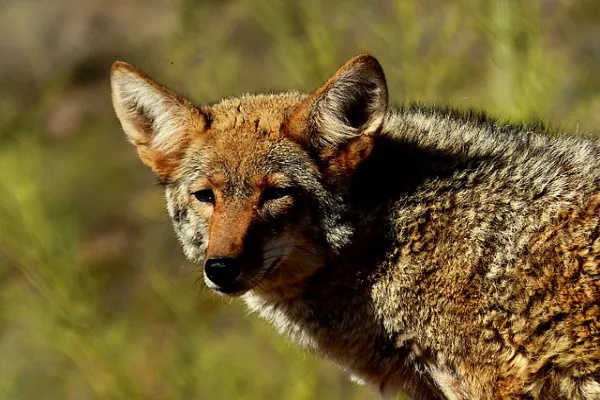 facts about coyotes