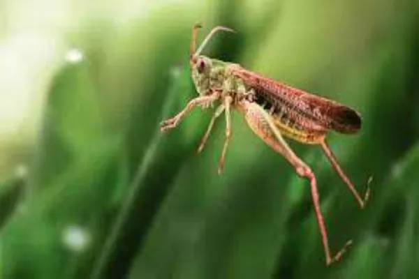 grasshopper jumping