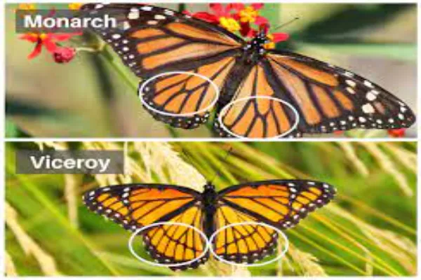 viceroy butterfly and a monarch butterfly insects