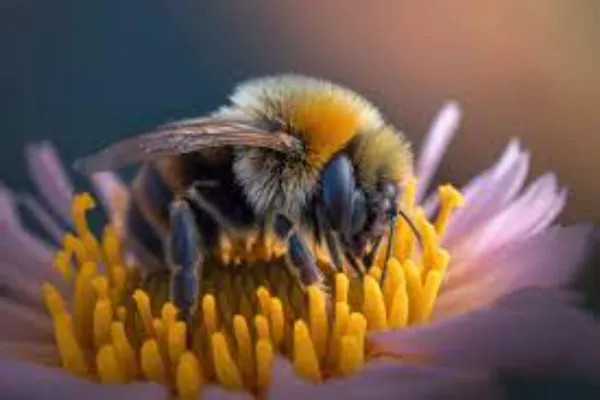insect bee pollinating a flower