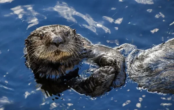 Interesting facts about sea otters