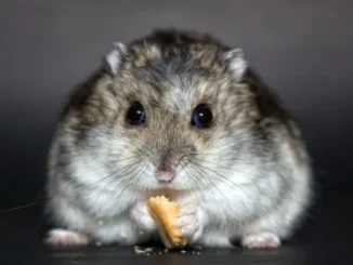 Interesting facts about hamsters