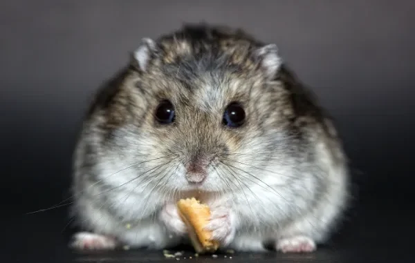 Interesting facts about hamsters