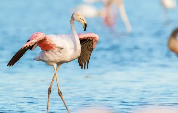 Interesting Facts About Flamingos